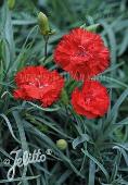 Dianthus caryophyllus 'Grenadin Scarlet'